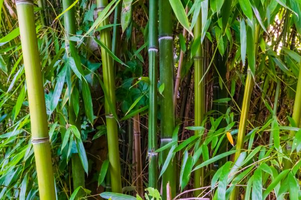 Bamboo Trimming in Kenosha