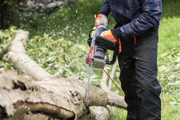 Branch Removal Service in Kenosha