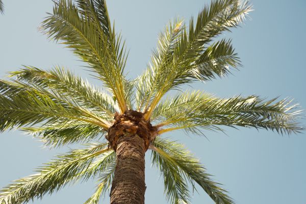 Palm Tree Pruning in Kenosha