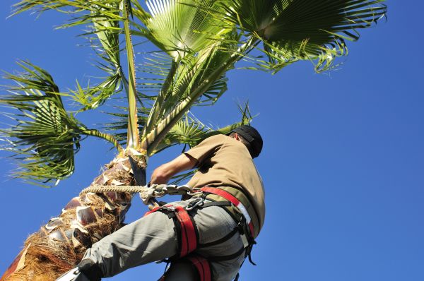 Palm Tree Trimming in Kenosha