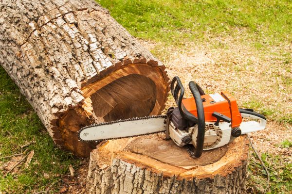 Tree Cutting Service in Kenosha