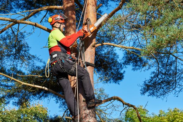 Tree Service in Kenosha
