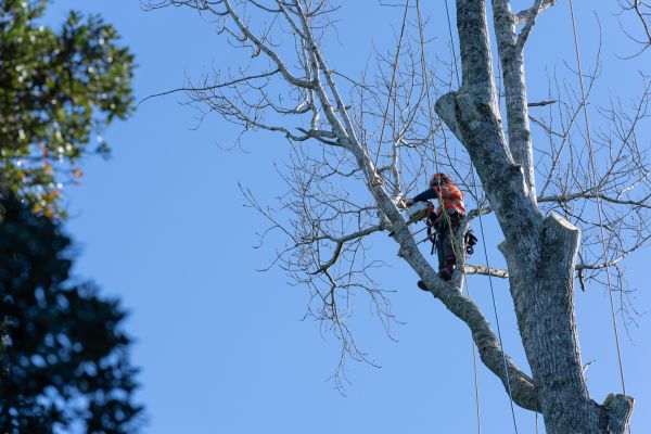 Tree Topping Service in Kenosha