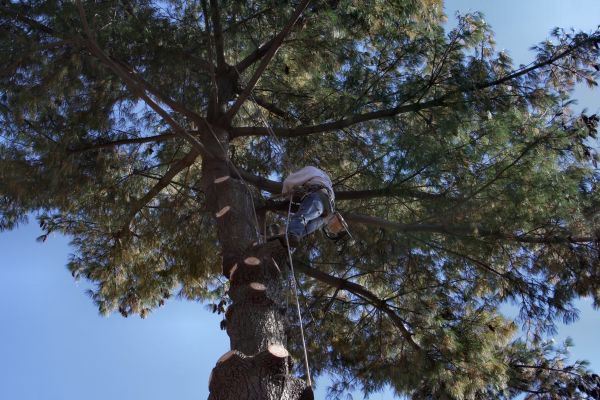 Trimming Service in Kenosha