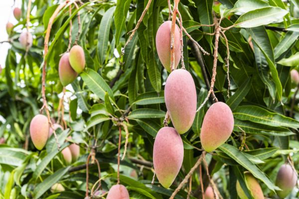 Mango Tree Trimming in Kenosha