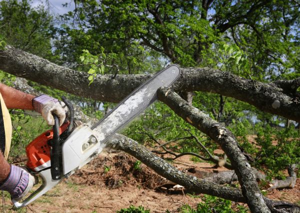 Tree Branch Cutting in Kenosha