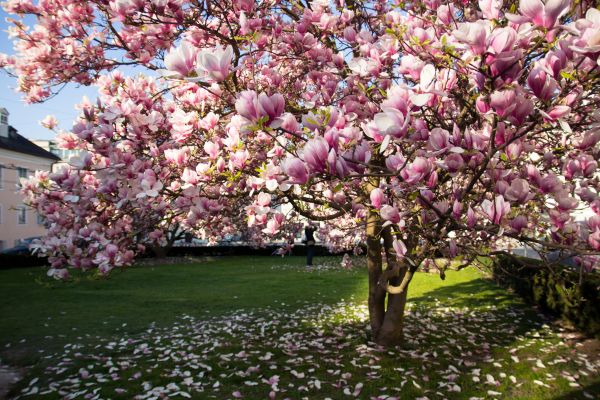 Cost of Ornamental Tree Pruning in Kenosha