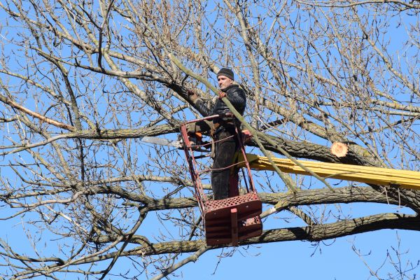 Emergency Tree Trimming in Kenosha