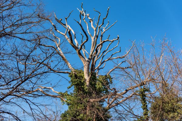 Deadwood Removal in Kenosha
