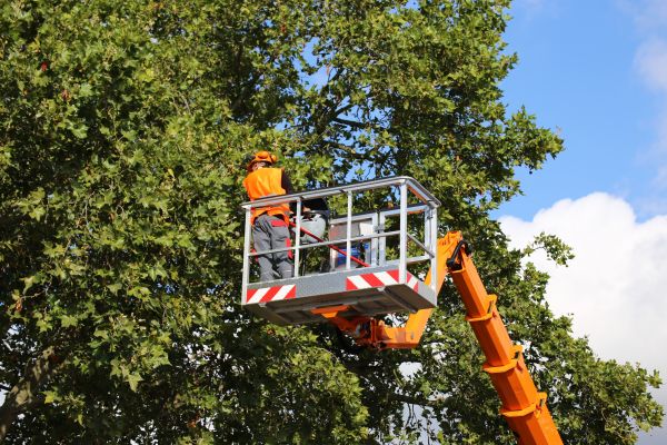 Commercial Tree Service in Kenosha