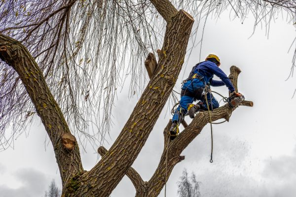 Tree Maintenance Service in Kenosha