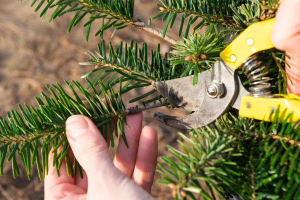 Pine Tree Pruning in Kenosha