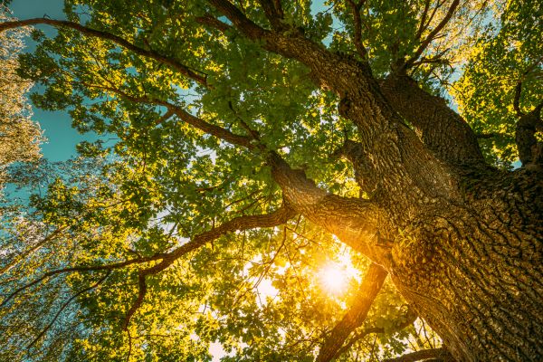 Oak Tree Pruning in Kenosha
