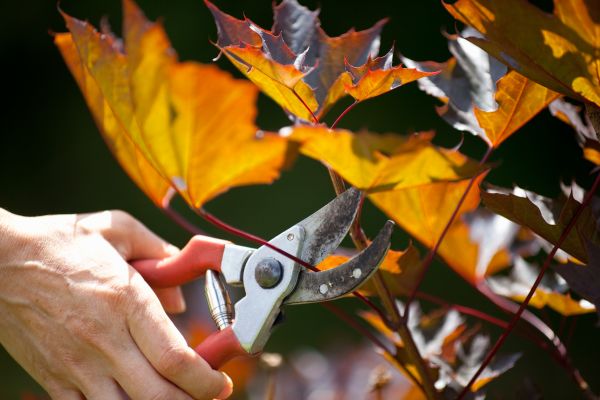 Maple Tree Pruning in Kenosha