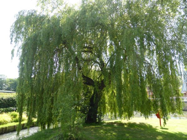 Willow Tree Trimming in Kenosha