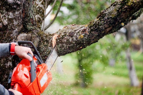 Tree Limbs Removal in Kenosha