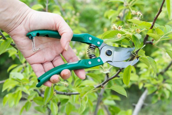 Pear Tree Pruning in Kenosha