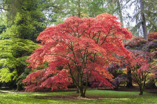 Japanese Maple Pruning in Kenosha