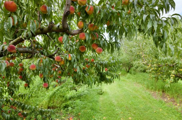 Peach Tree Pruning in Kenosha