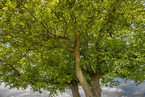 Walnut Tree Trimming in Kenosha