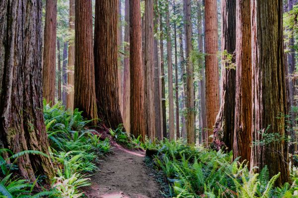 Cost of Redwood Tree Trimming in Kenosha