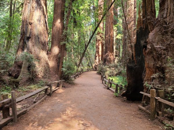 Redwood Tree Pruning in Kenosha