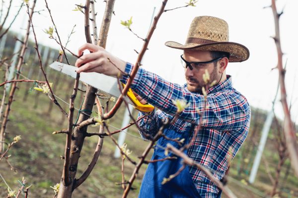 Orchard Tree Pruning in Kenosha