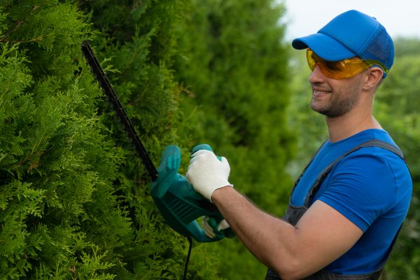Tree Shaping Service in Kenosha