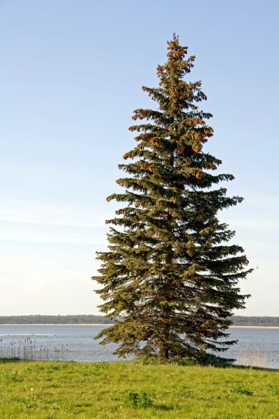 Spruce Tree Pruning in Kenosha