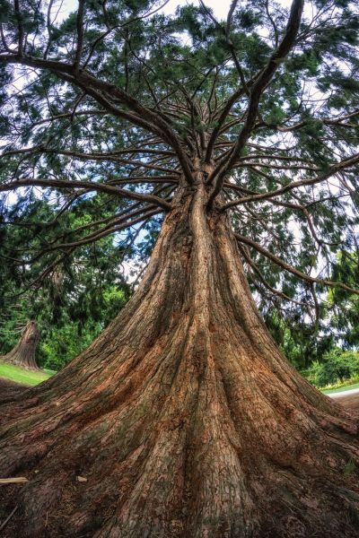 Cedar Tree Pruning in Kenosha