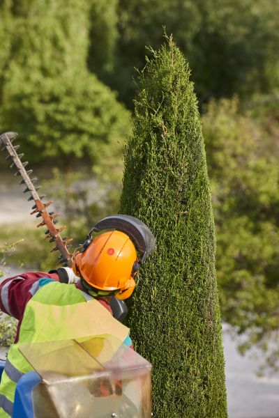 Cypress Tree Trimming in Kenosha