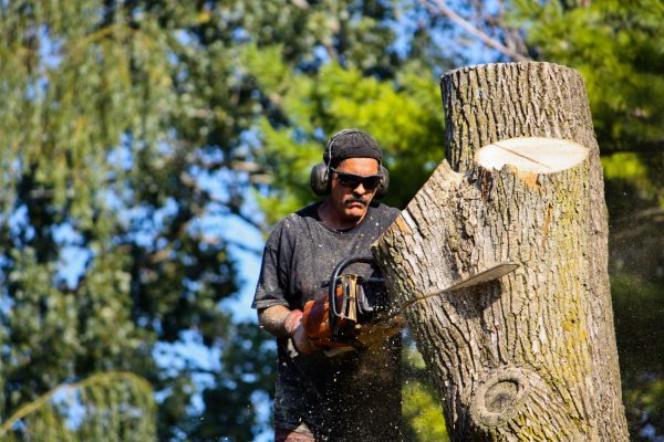 Ash Tree Pruning in Kenosha