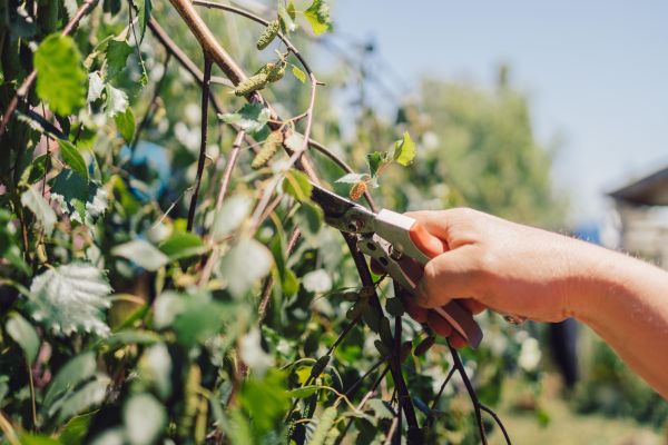 Birch Tree Pruning in Kenosha