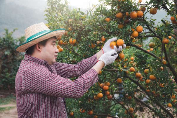 Orange Tree Pruning in Kenosha
