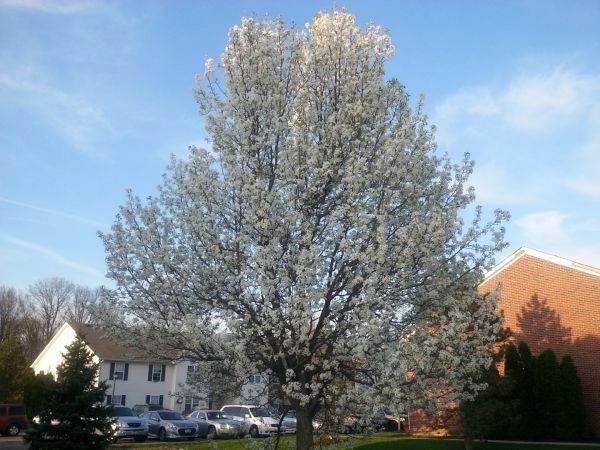 Bradford Pear Tree Pruning in Kenosha