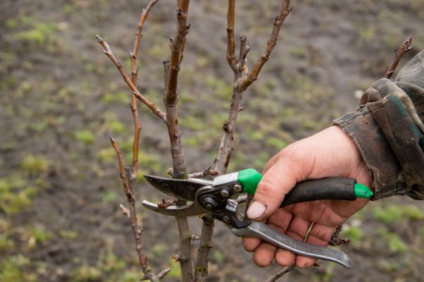 Pear Trees Pruning in Kenosha