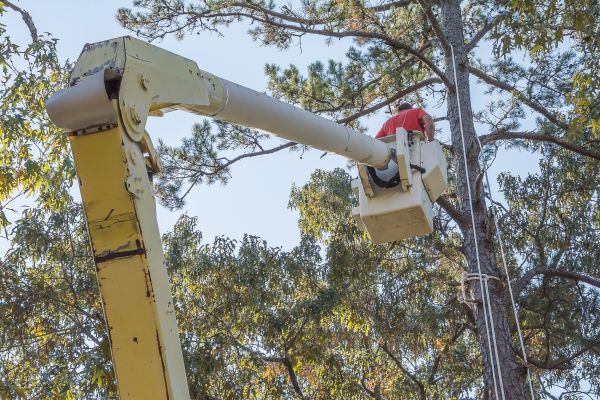 Limbs Trimming in Kenosha