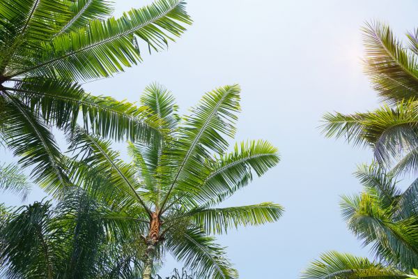 Queen Palm Tree Trimming in Kenosha