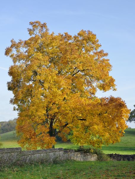 Hickory Tree Trimming in Kenosha