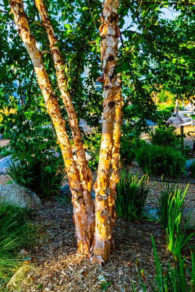 River Birch Trimming in Kenosha