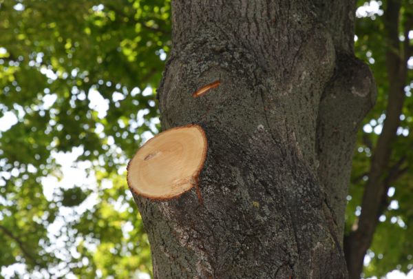 Cost of Limb Cutting in Kenosha