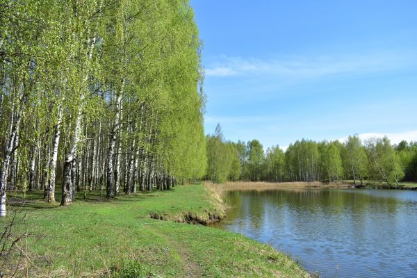 River Birch Pruning in Kenosha