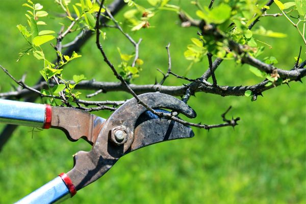 Branches Pruning in Kenosha