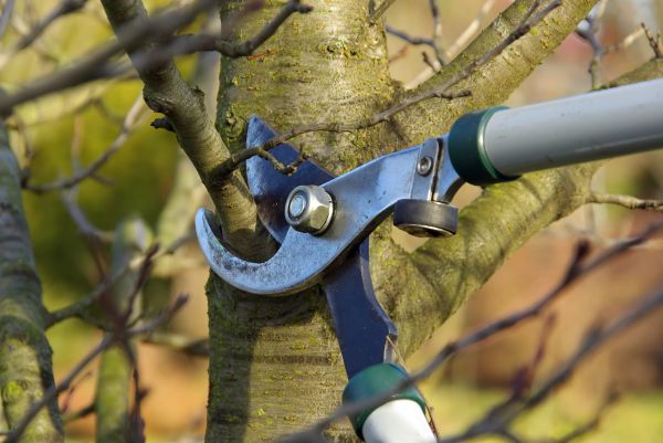 Tree Limb Trimming Service in Kenosha