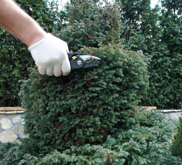Cost of Ornamental Tree Trimming in Kenosha