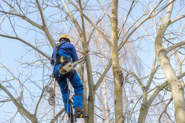 Large Tree Trimming in Kenosha