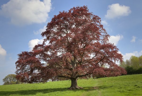 Beech Tree Pruning in Kenosha