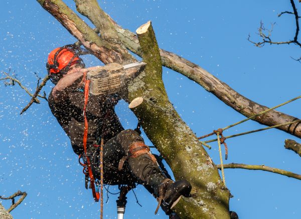 Tree Trimming Service in Kenosha