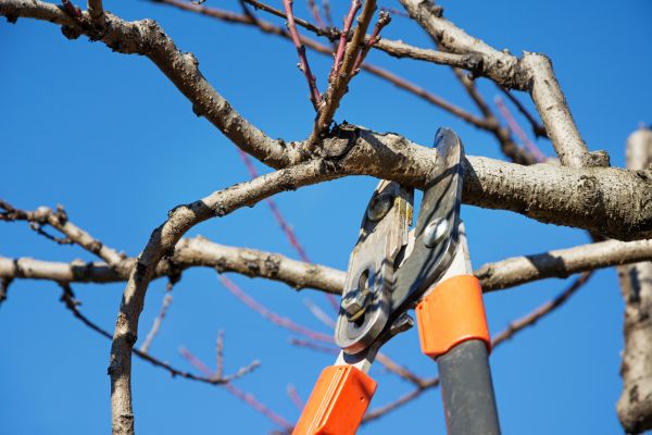Tree Pruning in Kenosha