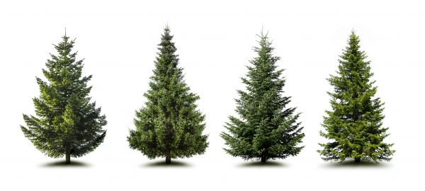 Cost of Pine Tree Trimming in Kenosha